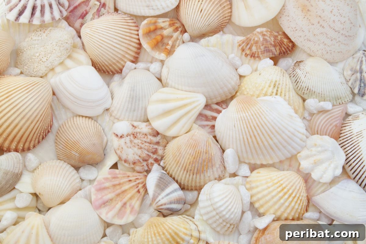 seashells 