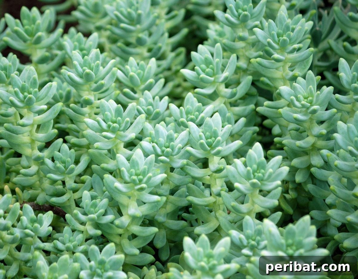 Simple Secrets for Propagating Succulents 11 sedum treleasei succulent, a cluster of the unique blue-green, plump leaves