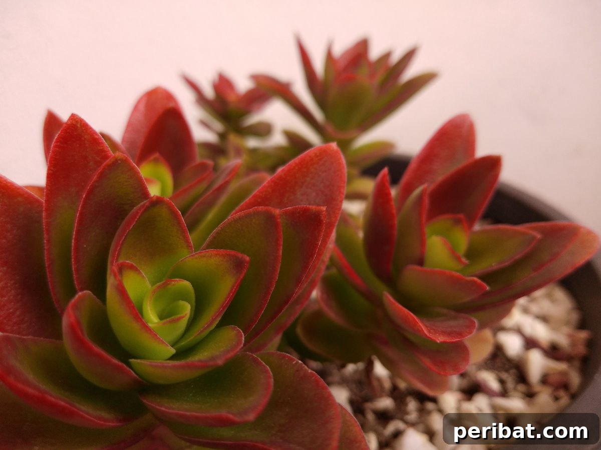 Simple Secrets for Propagating Succulents 12 colorful Crassula-Capitella succulent, showcasing its brilliant red-tipped leaves
