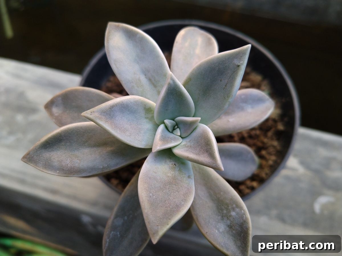 Simple Secrets for Propagating Succulents 13 Graptopetalum Paraguayense succulent in a black pot, highlighting its ghostly pale, succulent leaves