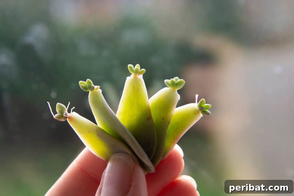 Simple Secrets for Propagating Succulents 14 succulent leafs with growing baby plant and roots, a close-up showing tiny roots and a new plant emerging from a succulent leaf