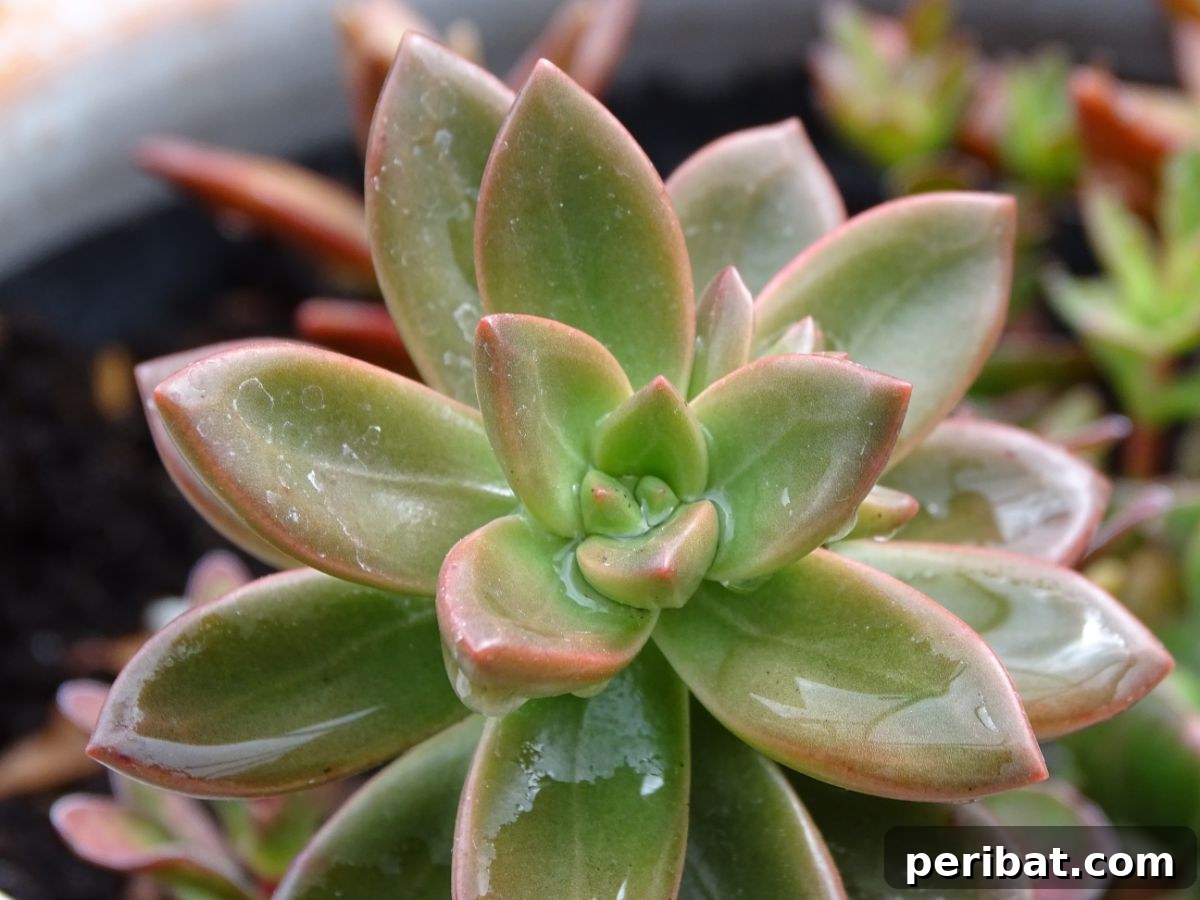 Simple Secrets for Propagating Succulents 15 wet succulent in a pot, showing a healthy succulent with droplets of water on its leaves after careful watering