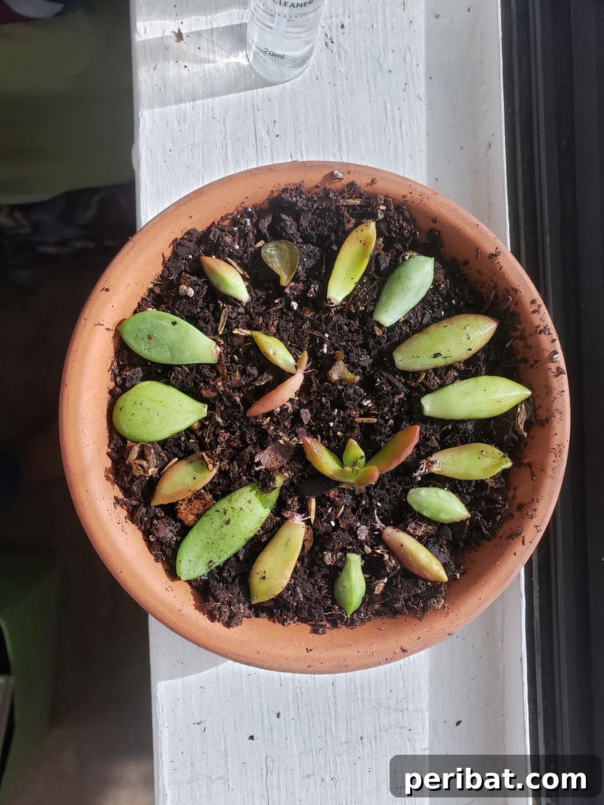 Simple Secrets for Propagating Succulents 16 propagating succulent in a pot beside the window, illustrating ideal indirect light conditions for young succulent growth