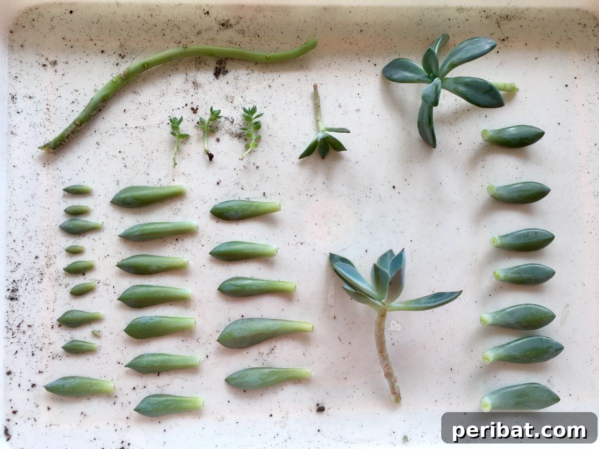 Simple Secrets for Propagating Succulents 17 succulent leaves and parts prepared for propagation, showing various succulent leaves and stem cuttings laid out to dry and callous