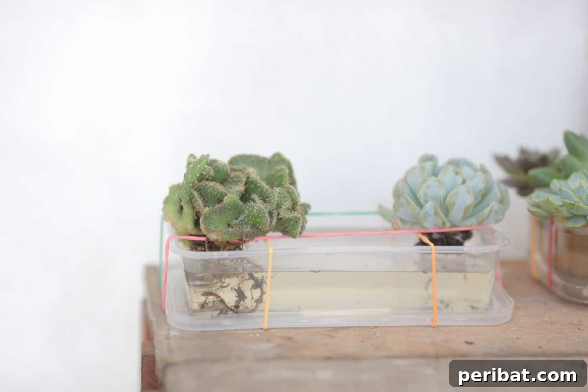 Simple Secrets for Propagating Succulents 18 succulent plant water propagation, a succulent stem partially submerged in water, illustrating a less recommended propagation method