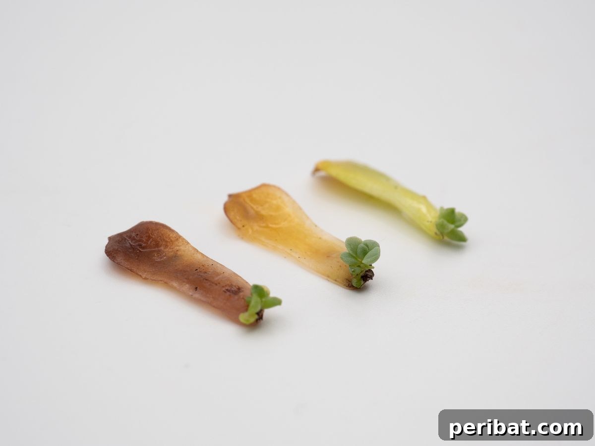 Simple Secrets for Propagating Succulents 19 callous succulents leaves with baby succulent, a close-up of a perfectly calloused succulent leaf with new roots and a baby plant emerging