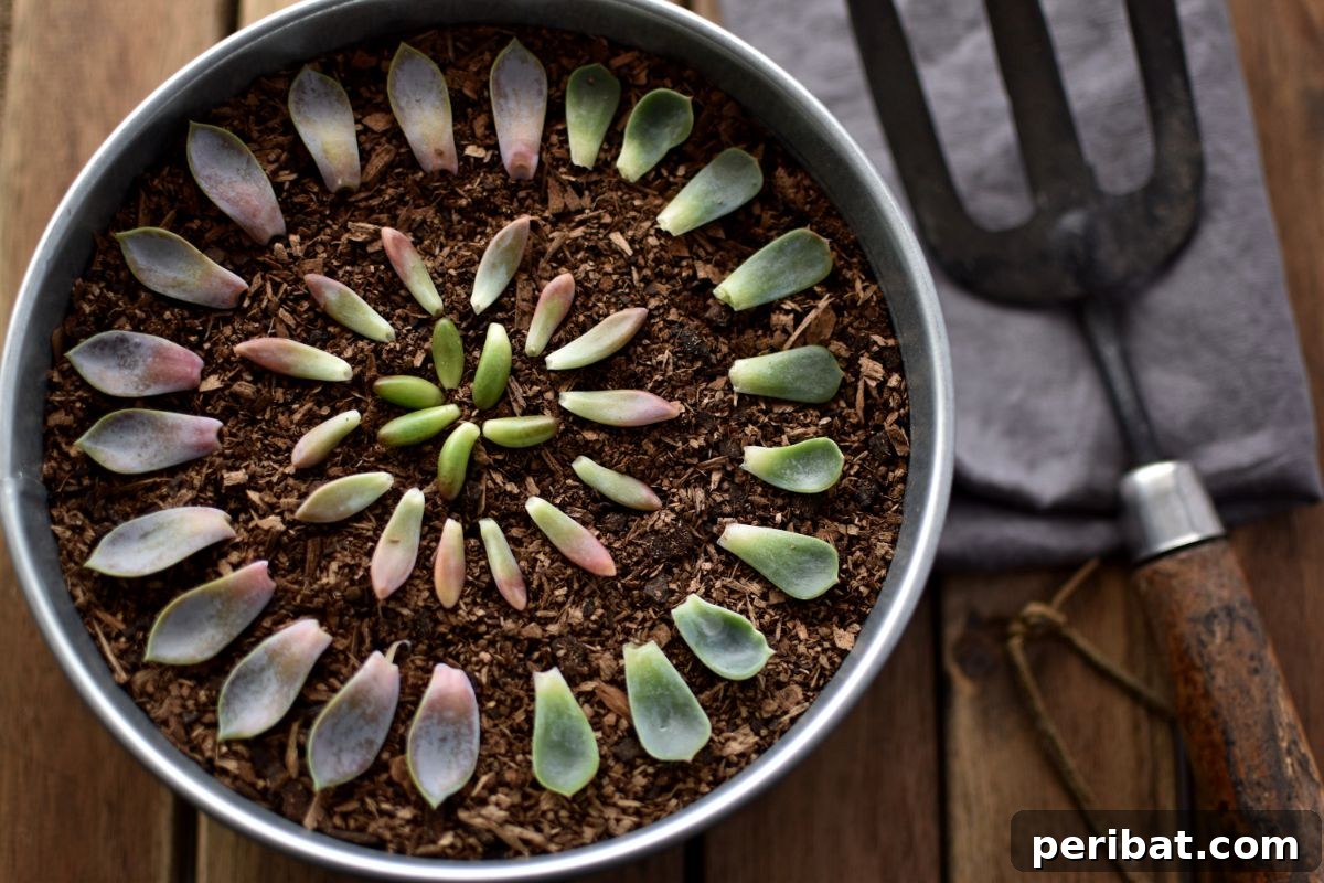 Simple Secrets for Propagating Succulents 3 leaves of succulent in a pot, showing fresh green leaves ready for propagation in a terracotta pot