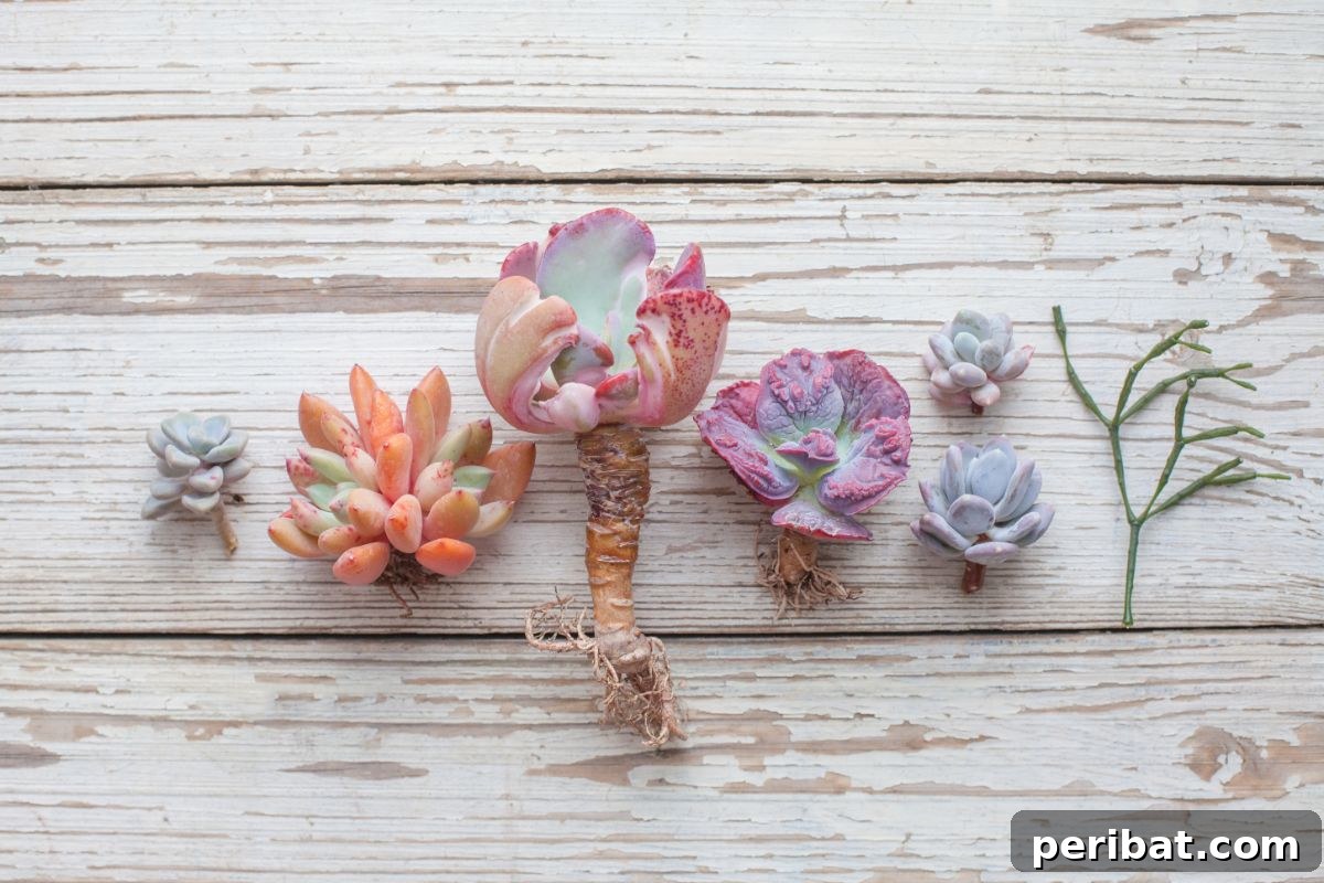 Simple Secrets for Propagating Succulents 21 succulent plants in white wooden white background, a collection of various healthy succulent plants, including some with elongated stems