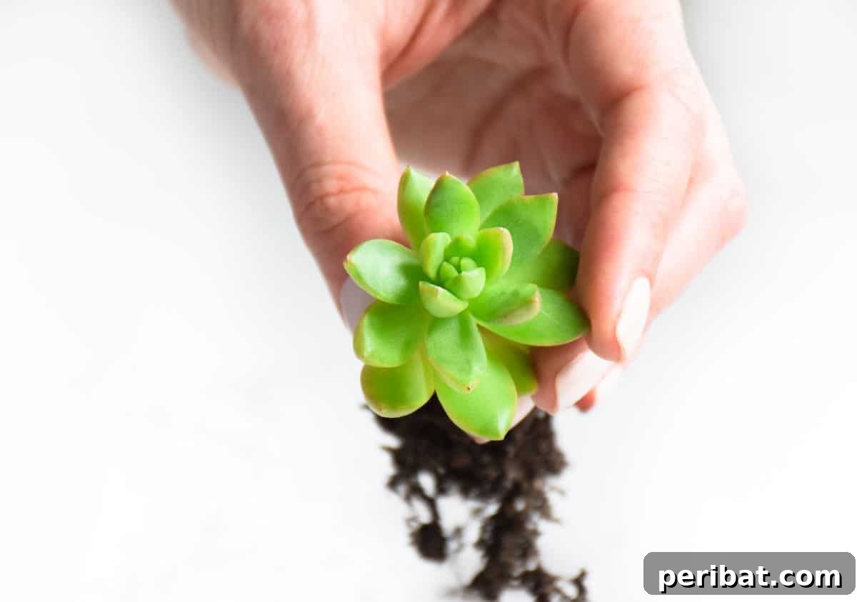 Simple Secrets for Propagating Succulents 23 succulent plant separated from pot showing its root, a close-up of a succulent's robust root system after being unpotted and divided