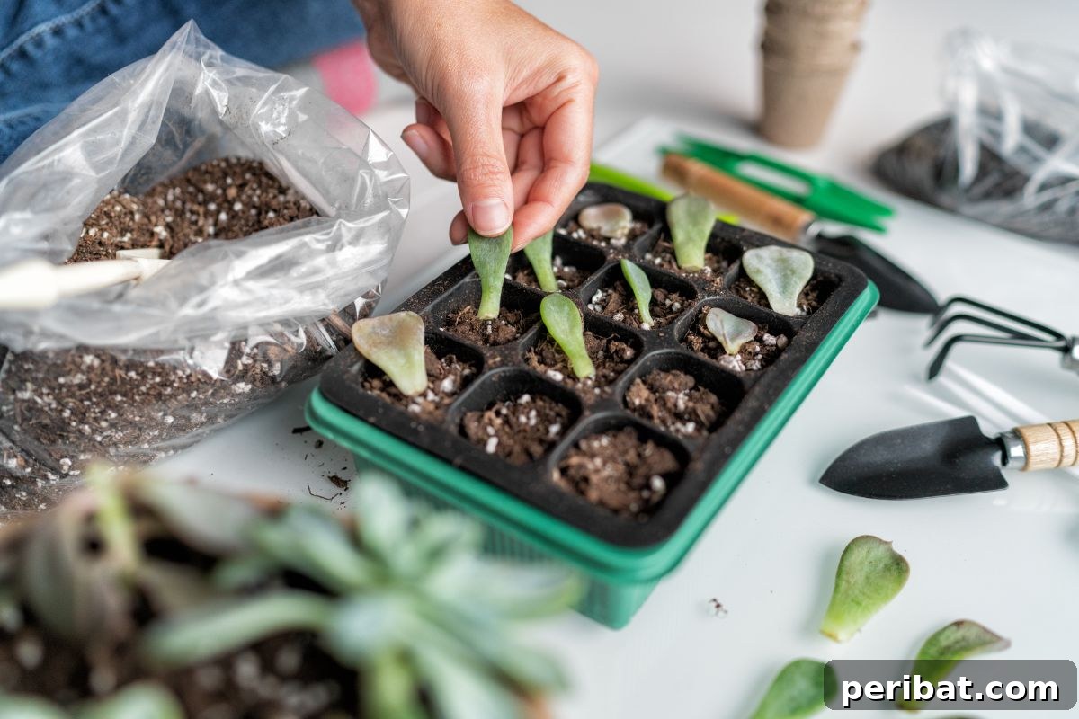 Simple Secrets for Propagating Succulents 24 propagating succulent in a container, a tray filled with various propagated succulents in different stages of growth