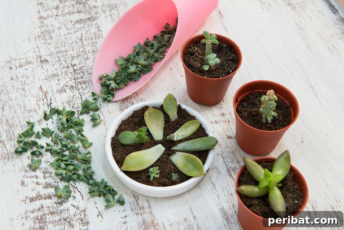 Simple Secrets for Propagating Succulents 25 propagating succulents, an overhead shot of multiple trays filled with succulent leaves and small plants in various stages of propagation