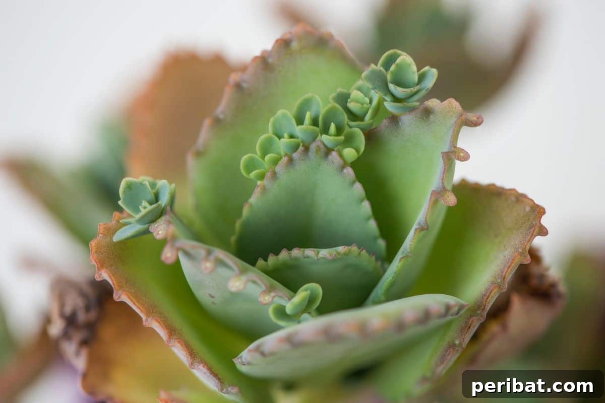 Simple Secrets for Propagating Succulents 4 kalanchoe succulent, a close-up of a Mother of Thousands plant with many small plantlets along its leaf edges
