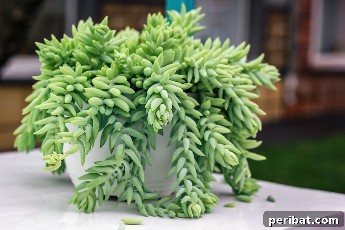 Simple Secrets for Propagating Succulents 5 burros tail succulent in a pot, showcasing the iconic long, trailing stems covered in thick, green leaves