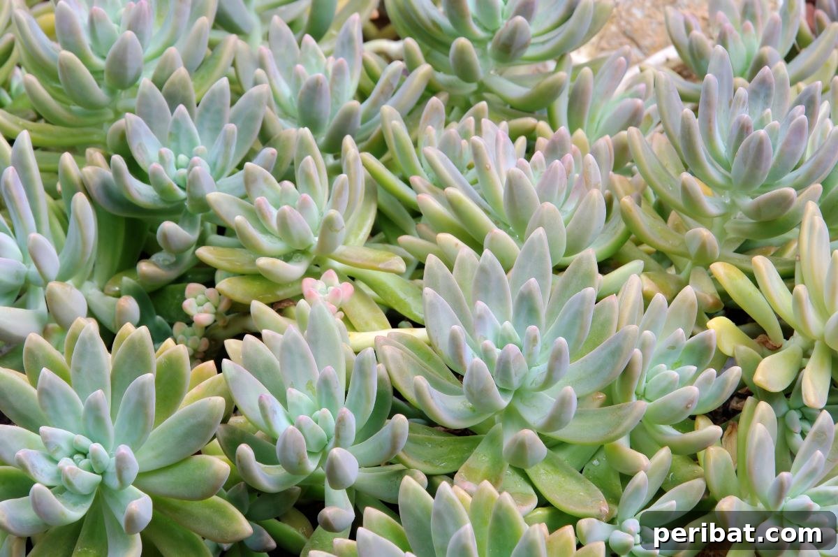 Simple Secrets for Propagating Succulents 7 echeveria harmsii succulents, a detailed view of the plush, soft-textured leaves