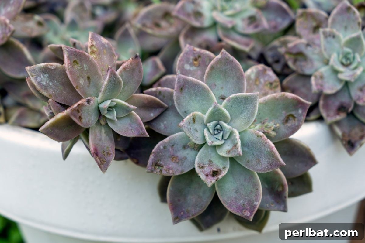 Simple Secrets for Propagating Succulents 8 painted lady in a white pot, a vibrant Echeveria with striking leaf coloration