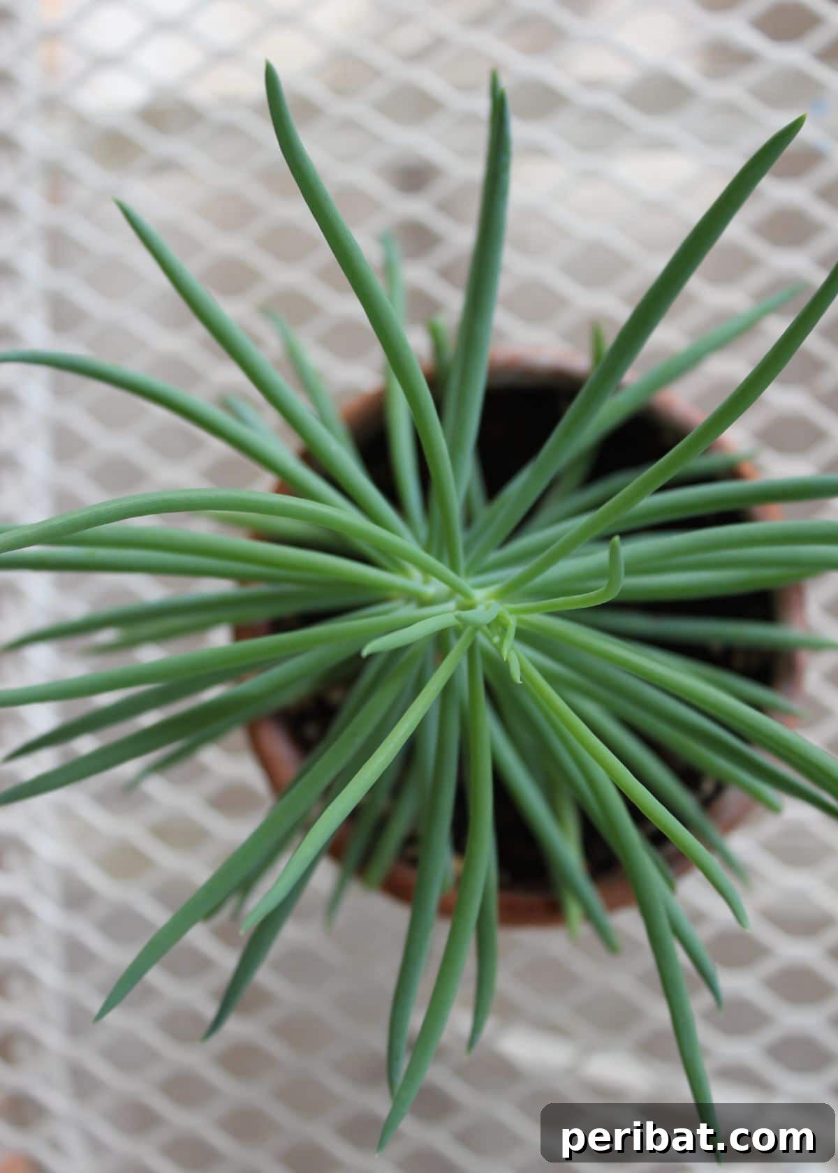 Simple Secrets for Propagating Succulents 9 Senecio Vitalis Narrow-Leaf Chalksticks Succulent, showing its distinctive long, slender, blue-green leaves