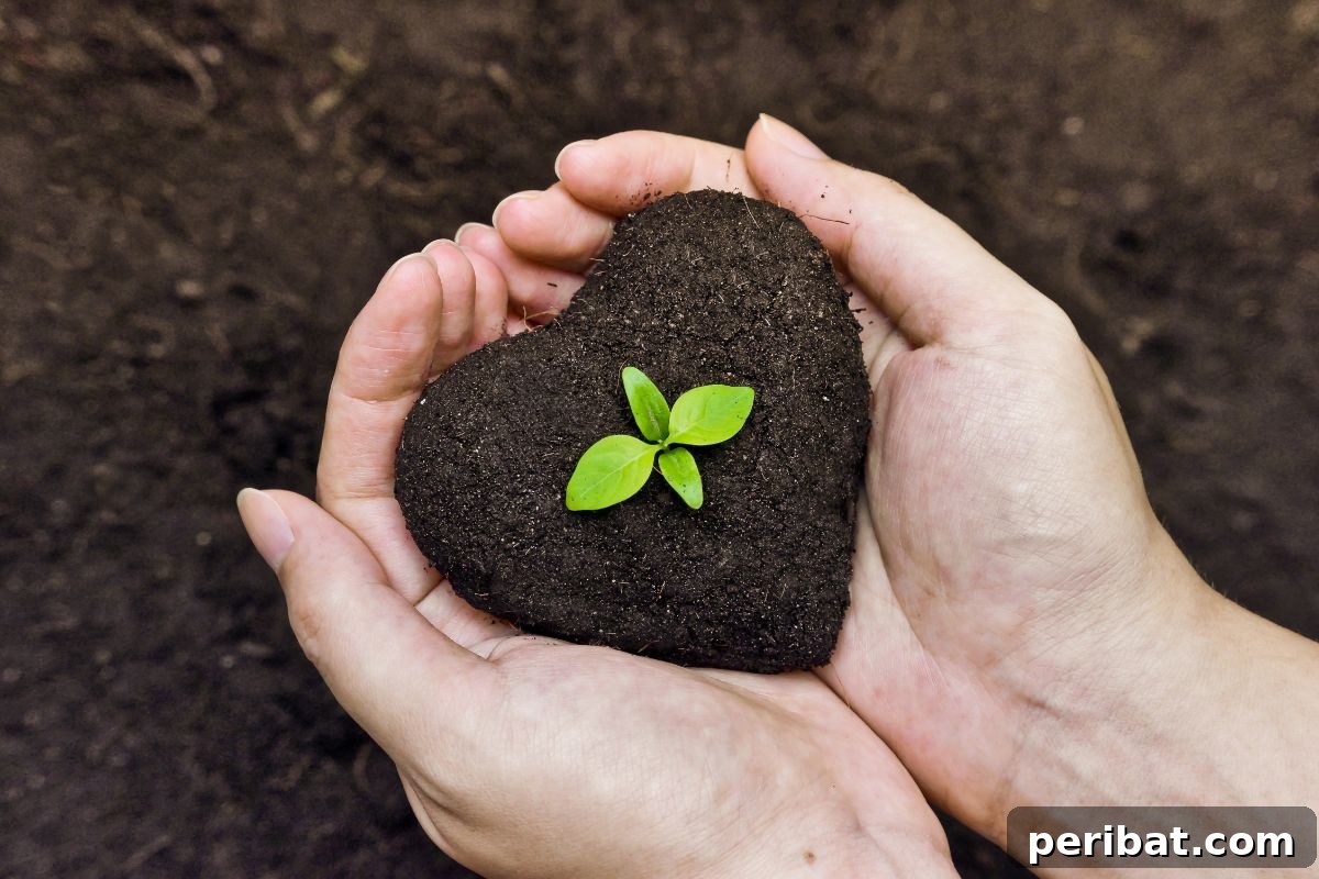 heart shaped soil with a little plant 