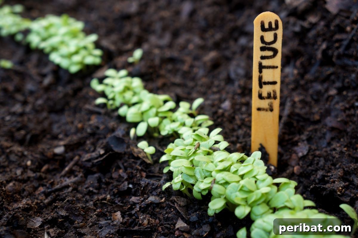 popsicle stick as garden marker 