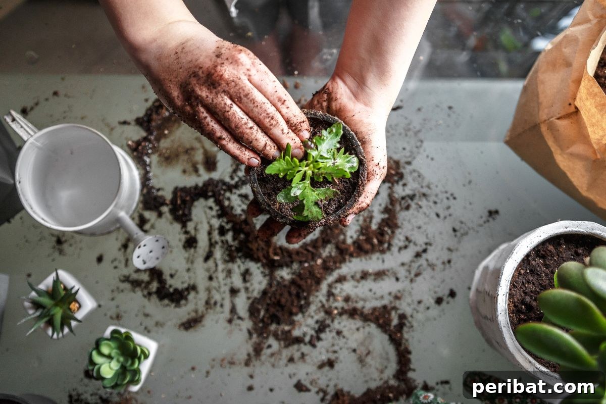 potting plants with both hands 