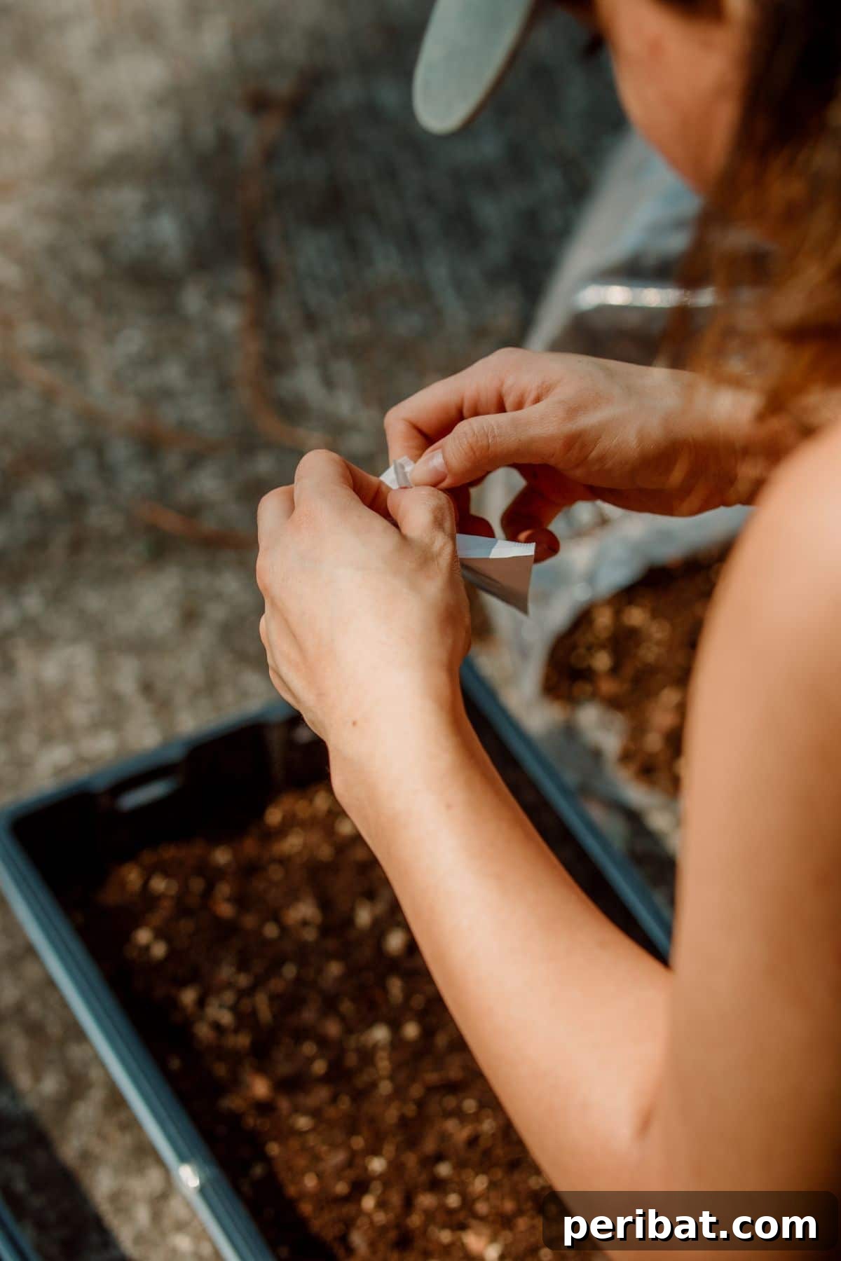 opening seed sachet to plant in the pot 