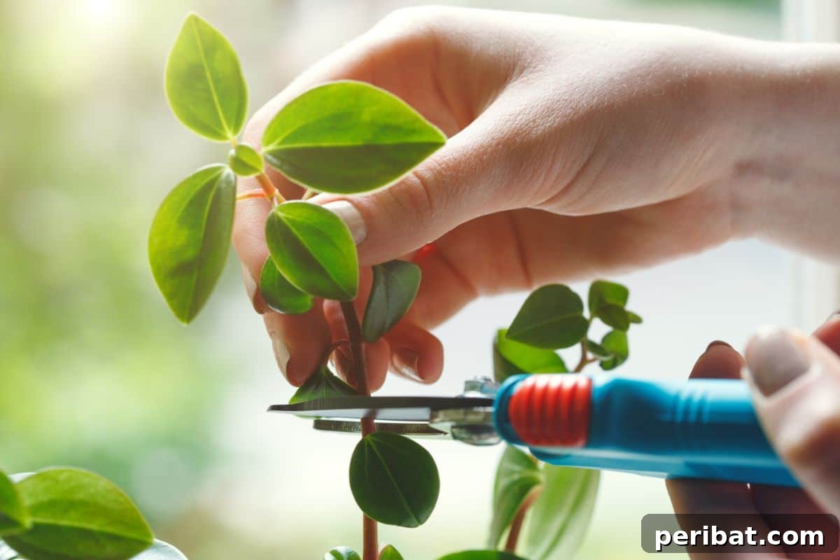 cutting plant stems