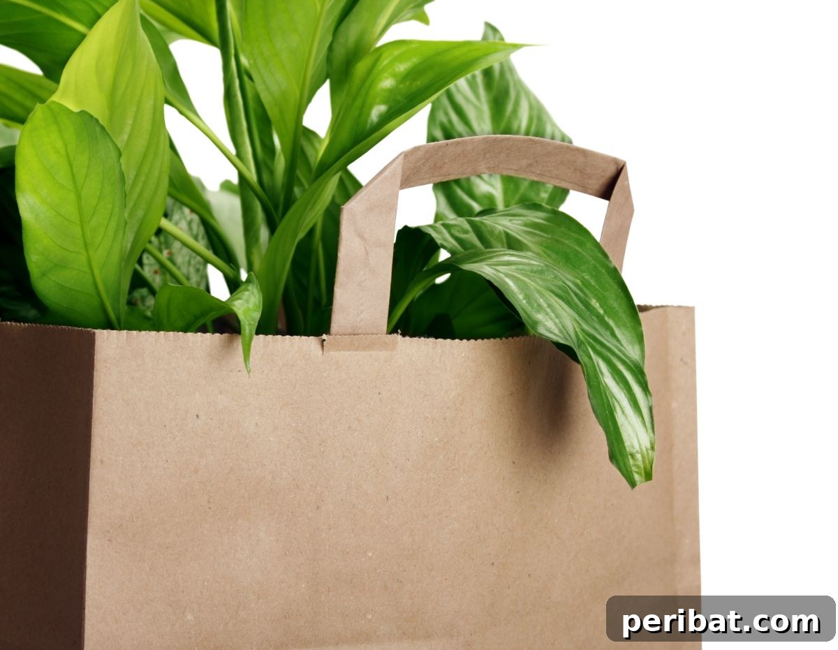 plant in a paper bag 