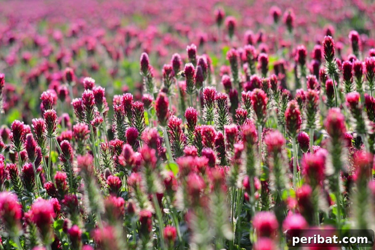 Grow Abundant Gardens: Harnessing Nitrogen Fixing Plants for Soil Health 2 Field of purple red clover