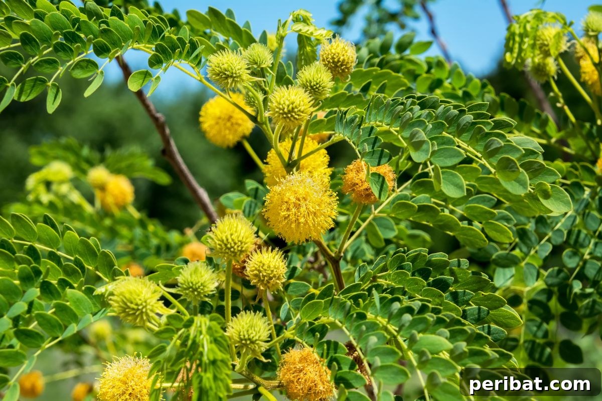 Grow Abundant Gardens: Harnessing Nitrogen Fixing Plants for Soil Health 11 yellow golden lead ball tree close up picture