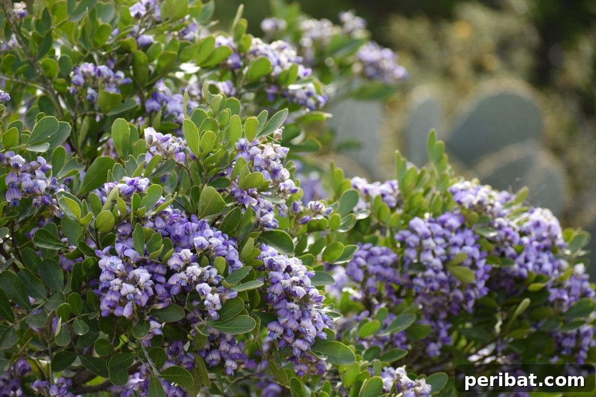 Grow Abundant Gardens: Harnessing Nitrogen Fixing Plants for Soil Health 12 blooming flowers of texas mountain laurel tree