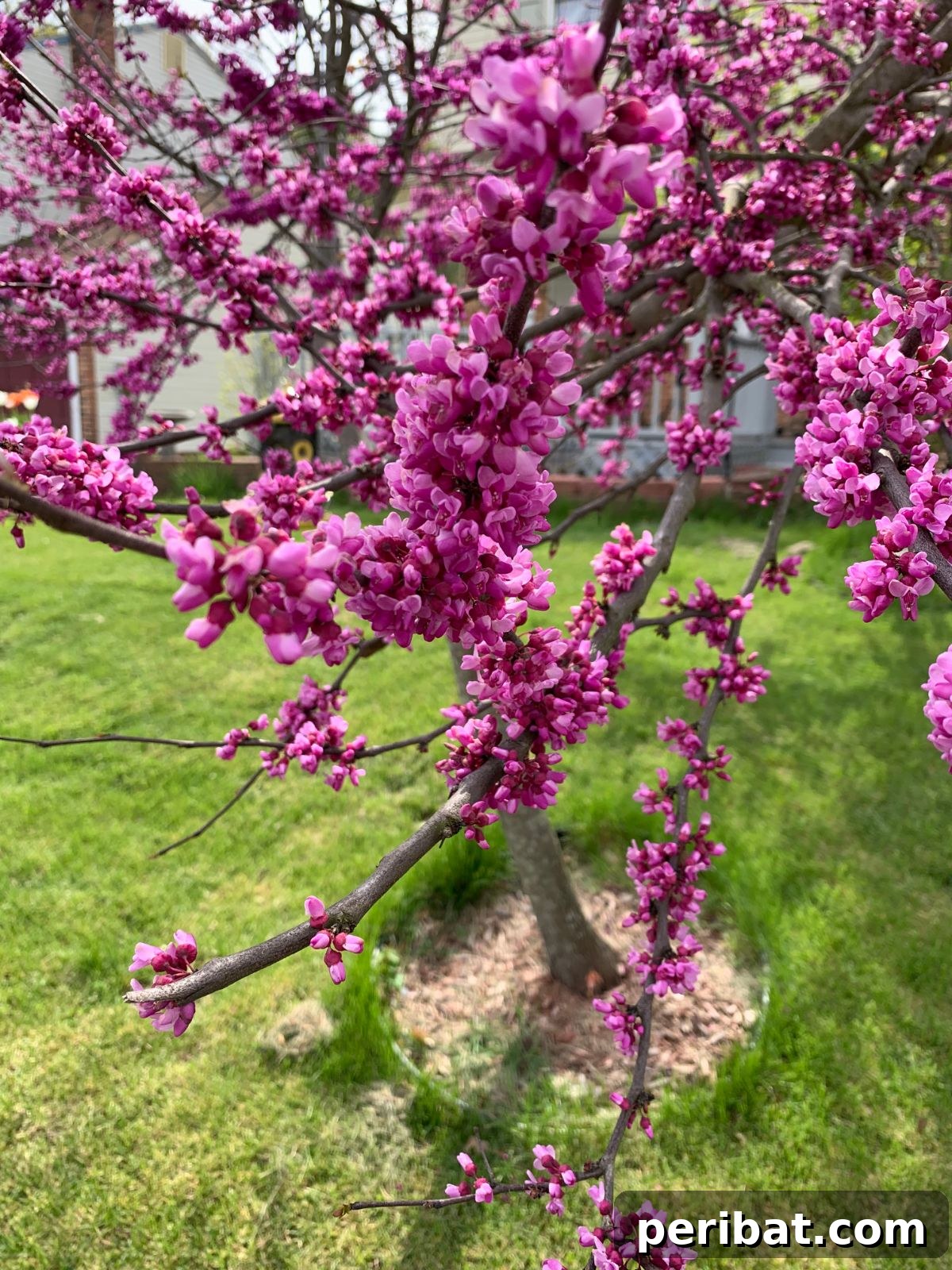 Grow Abundant Gardens: Harnessing Nitrogen Fixing Plants for Soil Health 13 blooming flowers of redbud tree