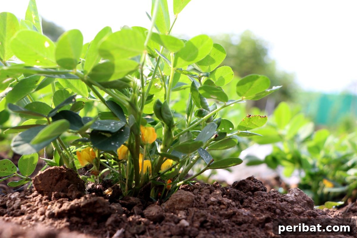 Grow Abundant Gardens: Harnessing Nitrogen Fixing Plants for Soil Health 14 small peanut tree in a garden