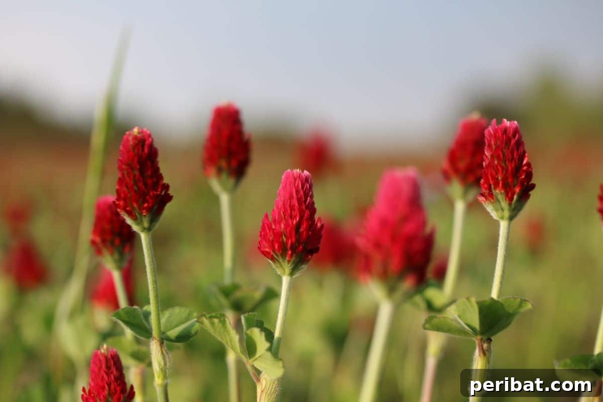 Grow Abundant Gardens: Harnessing Nitrogen Fixing Plants for Soil Health 3 bright red crimson clover in a field