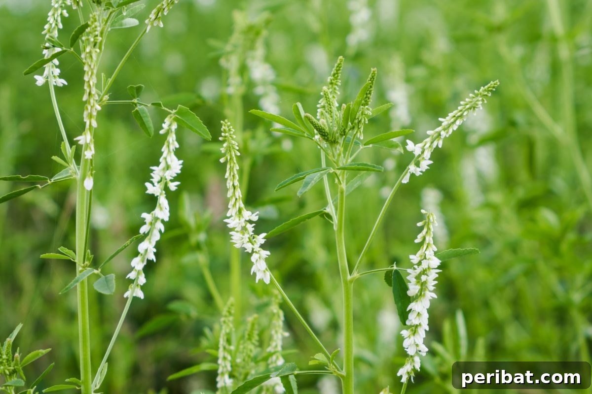 Grow Abundant Gardens: Harnessing Nitrogen Fixing Plants for Soil Health 4 white sweet clover in a garden