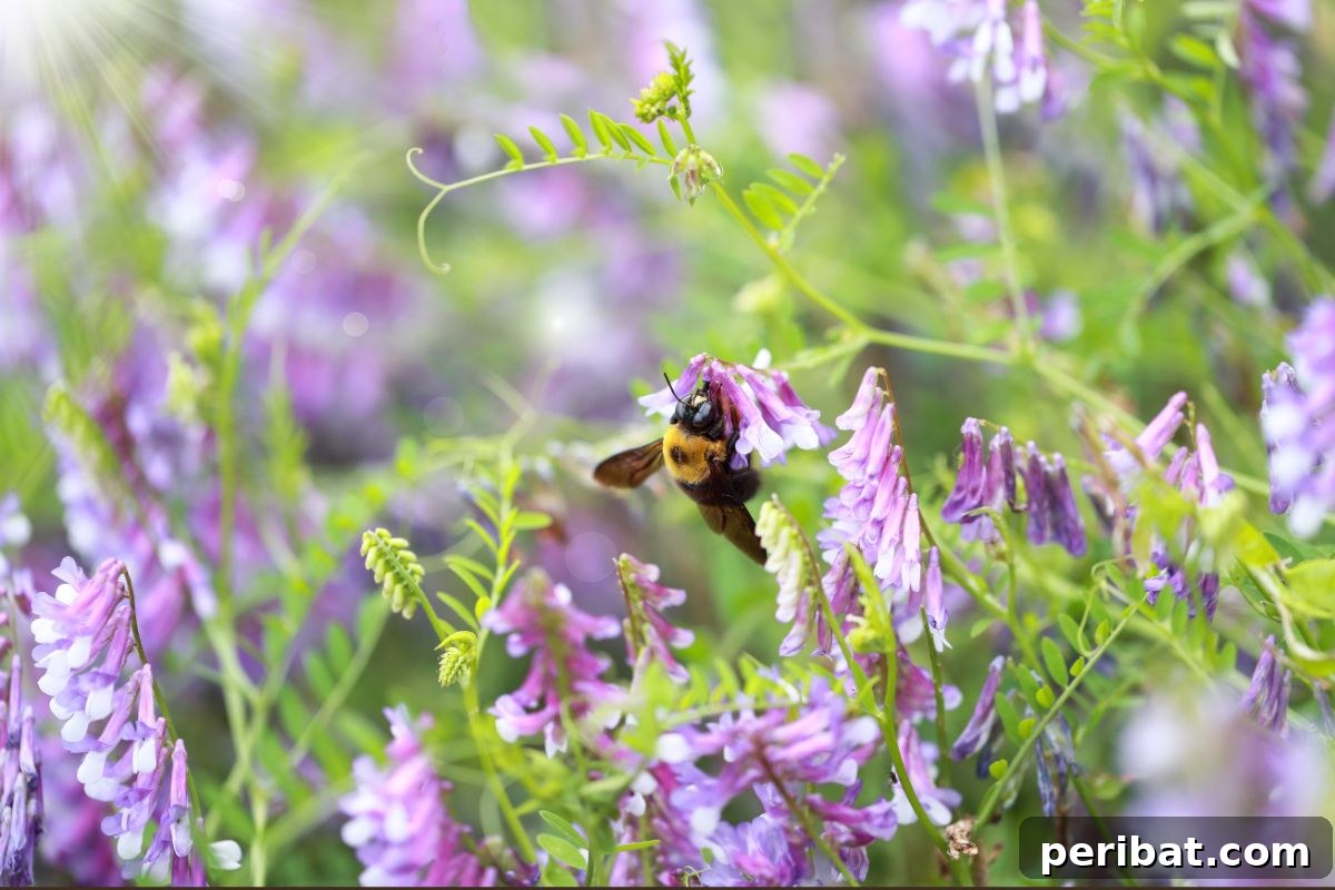 Grow Abundant Gardens: Harnessing Nitrogen Fixing Plants for Soil Health 5 purple hairy vetch with a bee