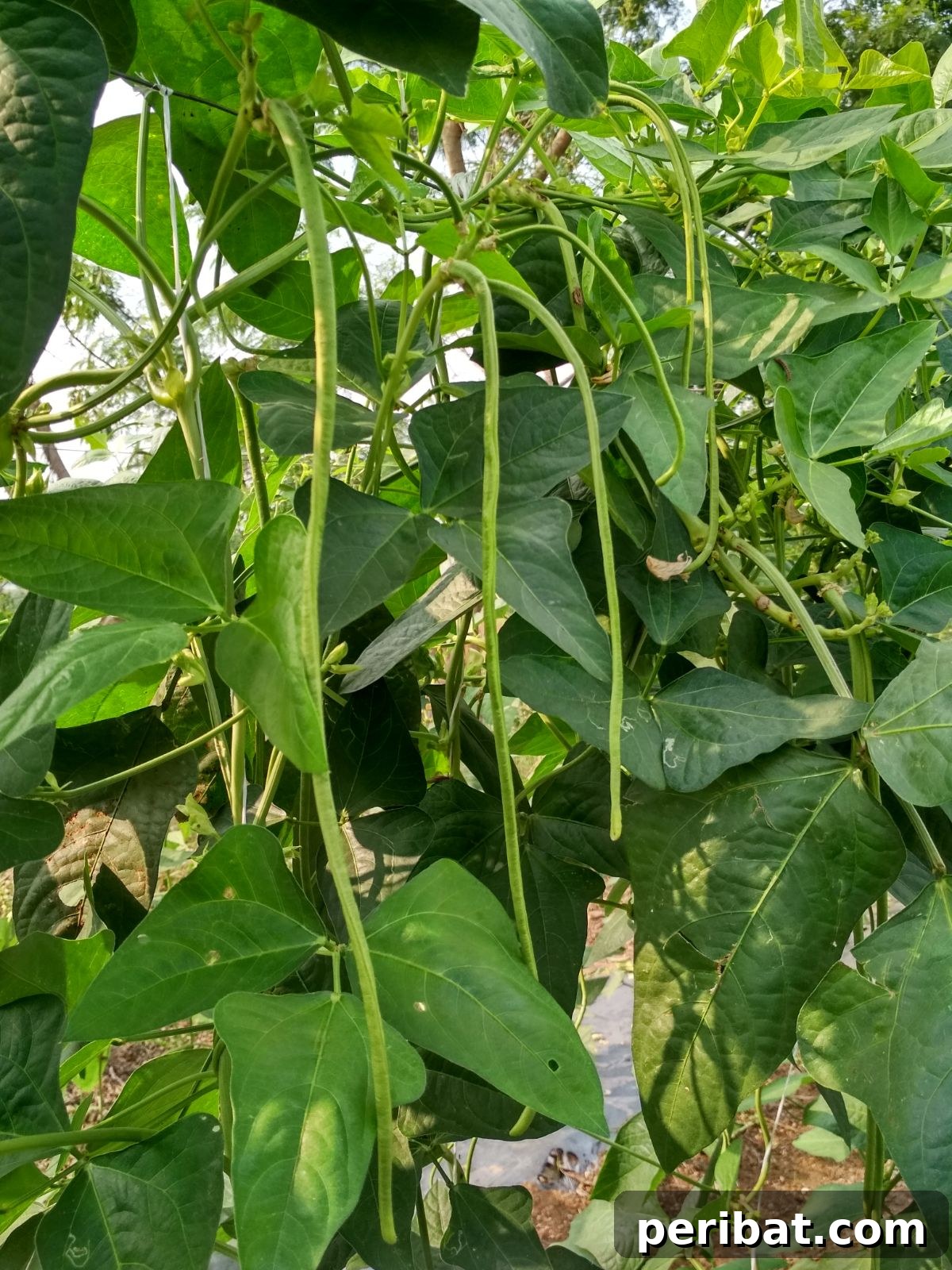 Grow Abundant Gardens: Harnessing Nitrogen Fixing Plants for Soil Health 6 southern peas growing in a garden