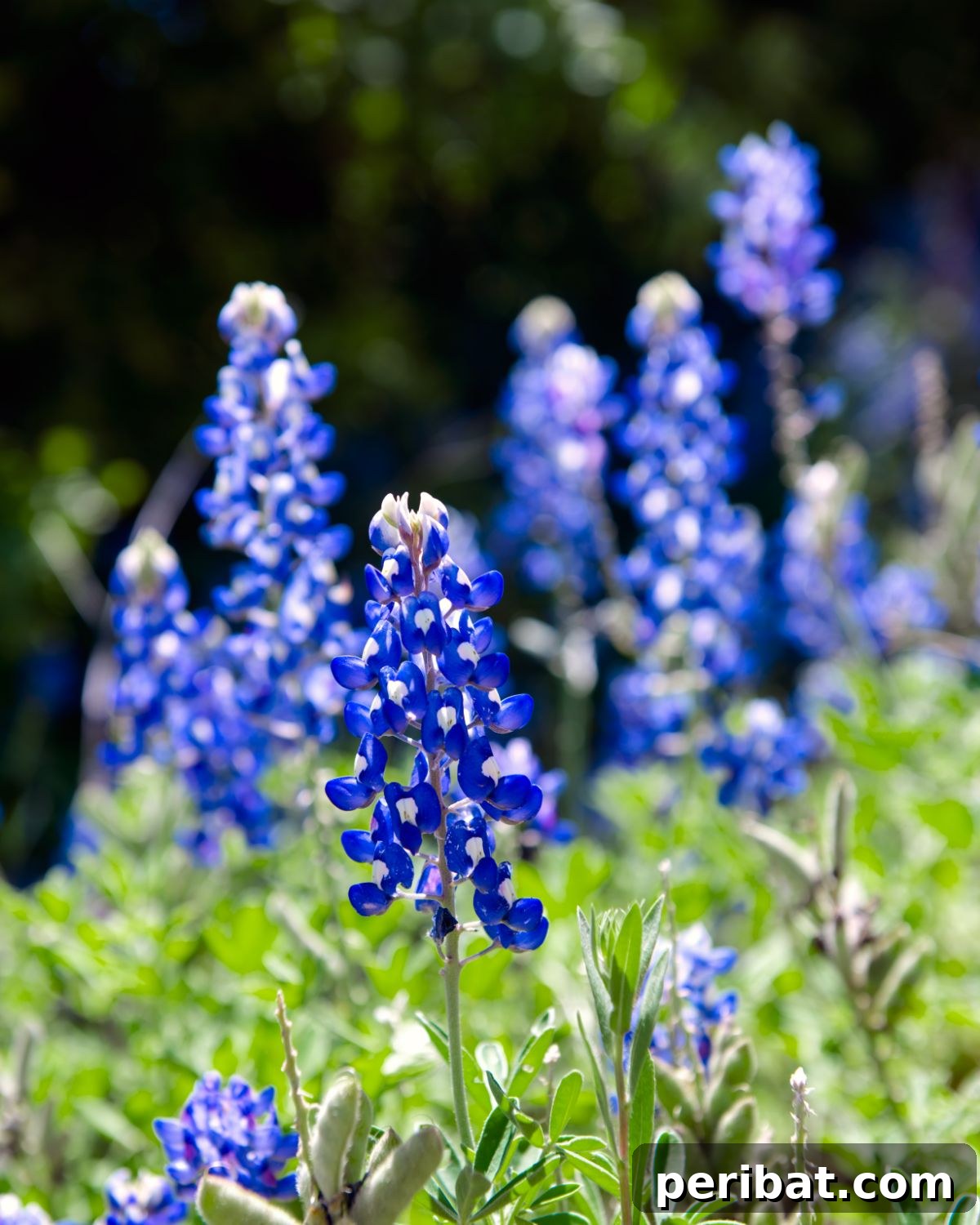 Grow Abundant Gardens: Harnessing Nitrogen Fixing Plants for Soil Health 7 field of texas bluebonnet flowers