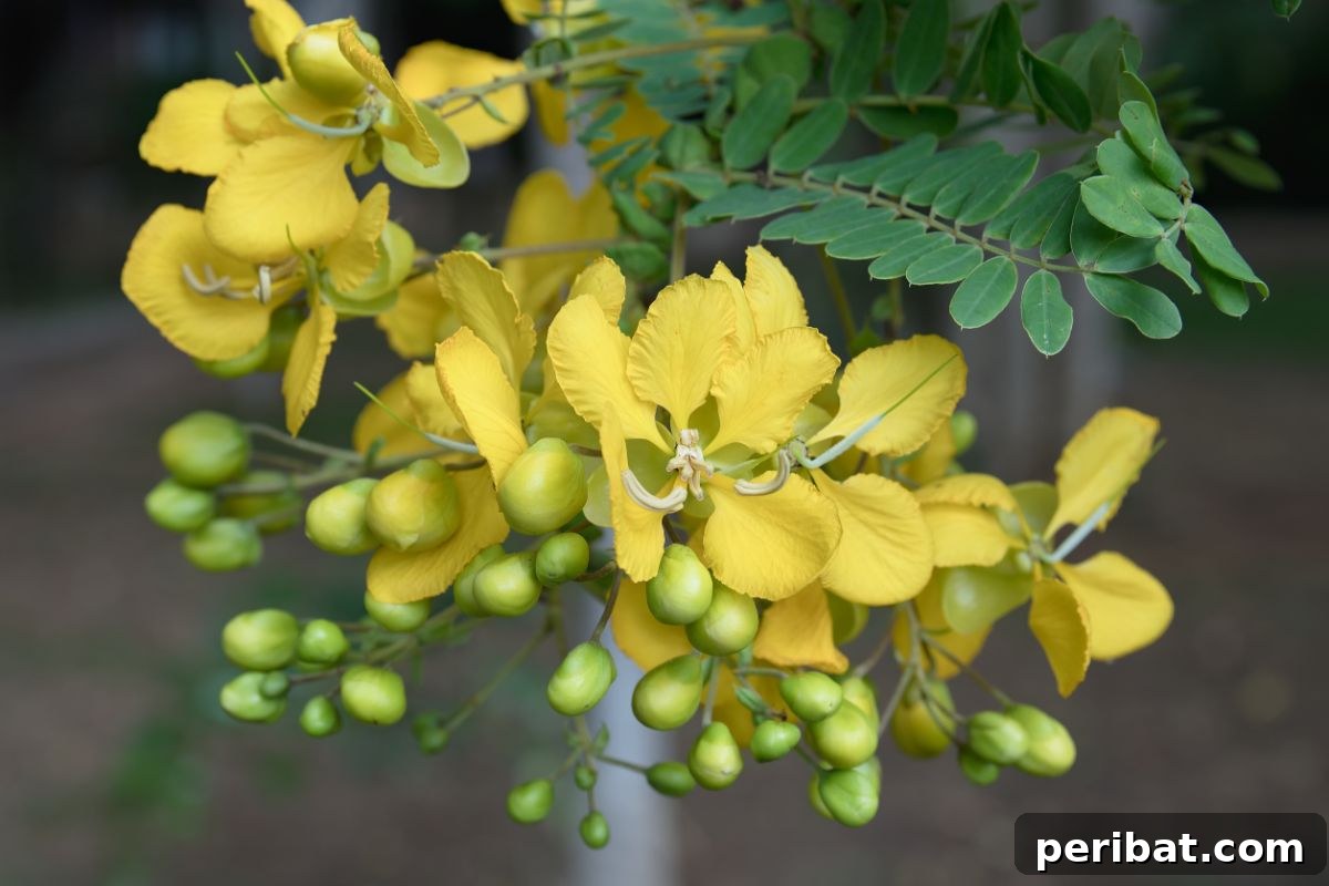 Grow Abundant Gardens: Harnessing Nitrogen Fixing Plants for Soil Health 8 blooming yellow patridge pea