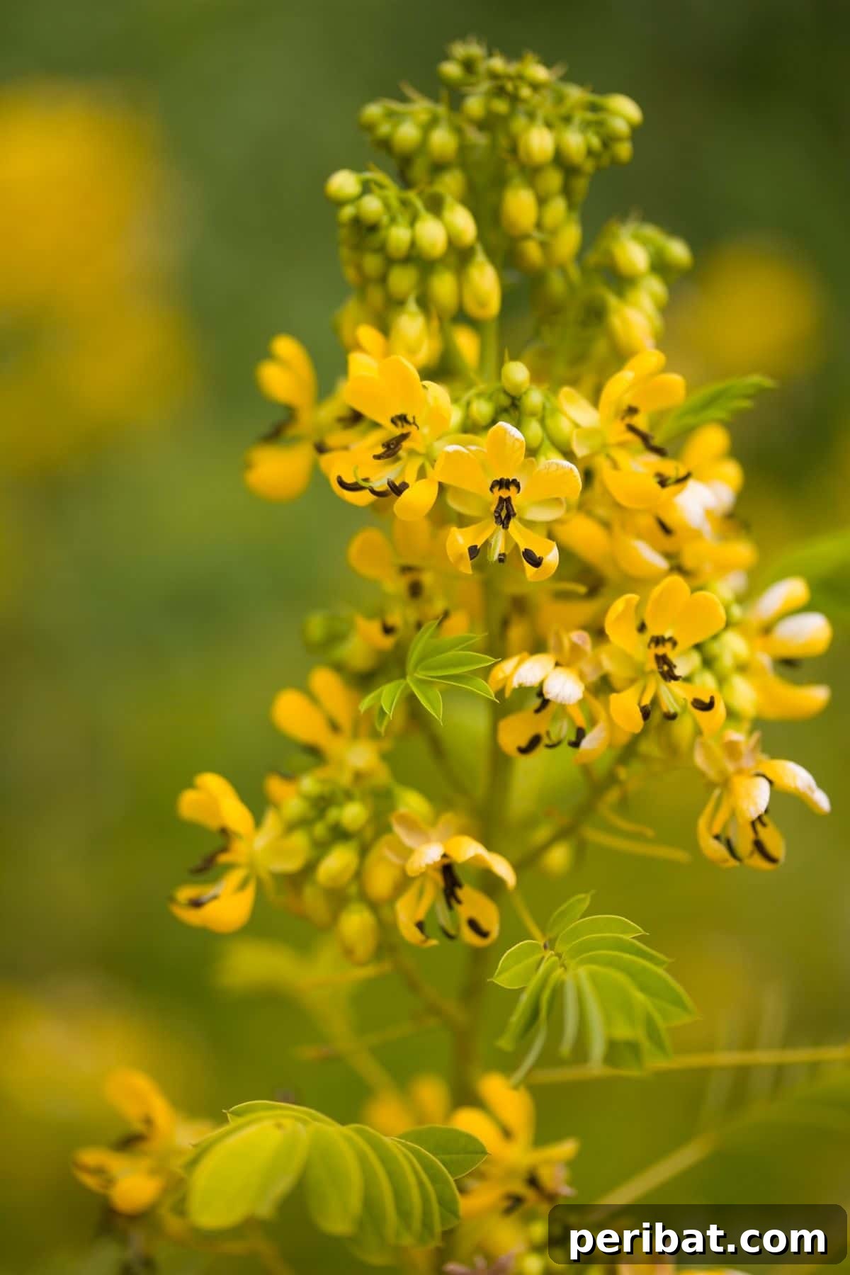 Grow Abundant Gardens: Harnessing Nitrogen Fixing Plants for Soil Health 9 yellow senna lindheimeriana flower