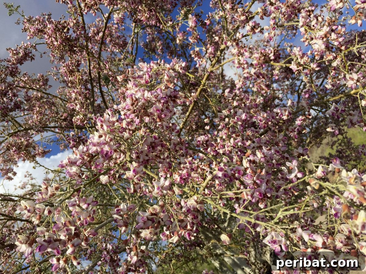 Grow Abundant Gardens: Harnessing Nitrogen Fixing Plants for Soil Health 10 anacacho orchid tree blooming with flowers