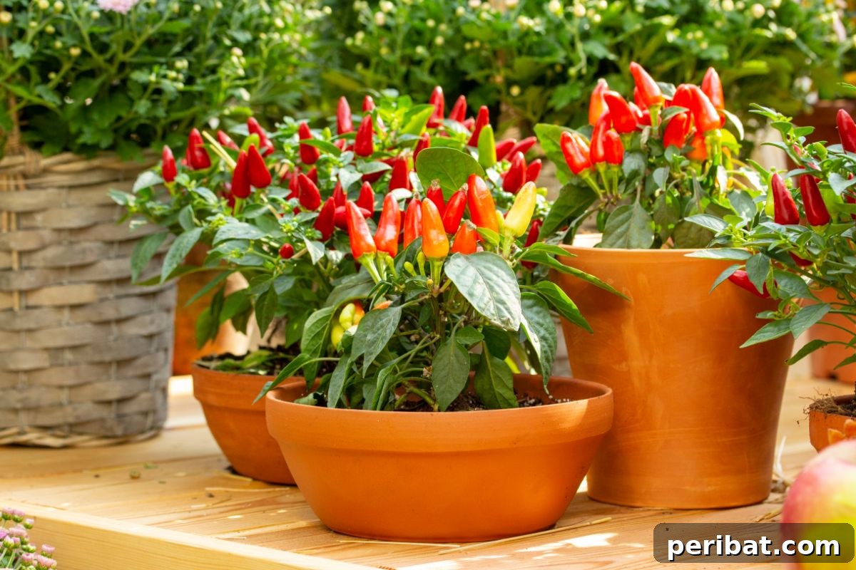 group of potted red chili pepper plants 