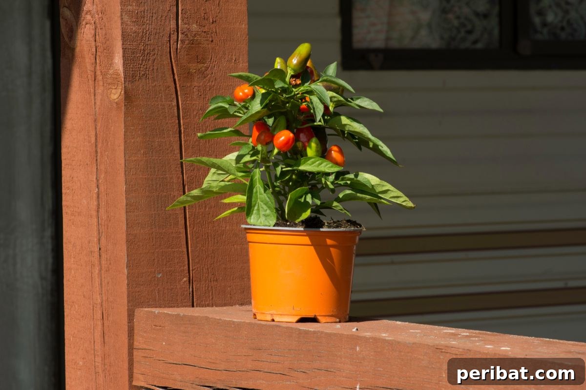 pepper plant on a bright and sunny day