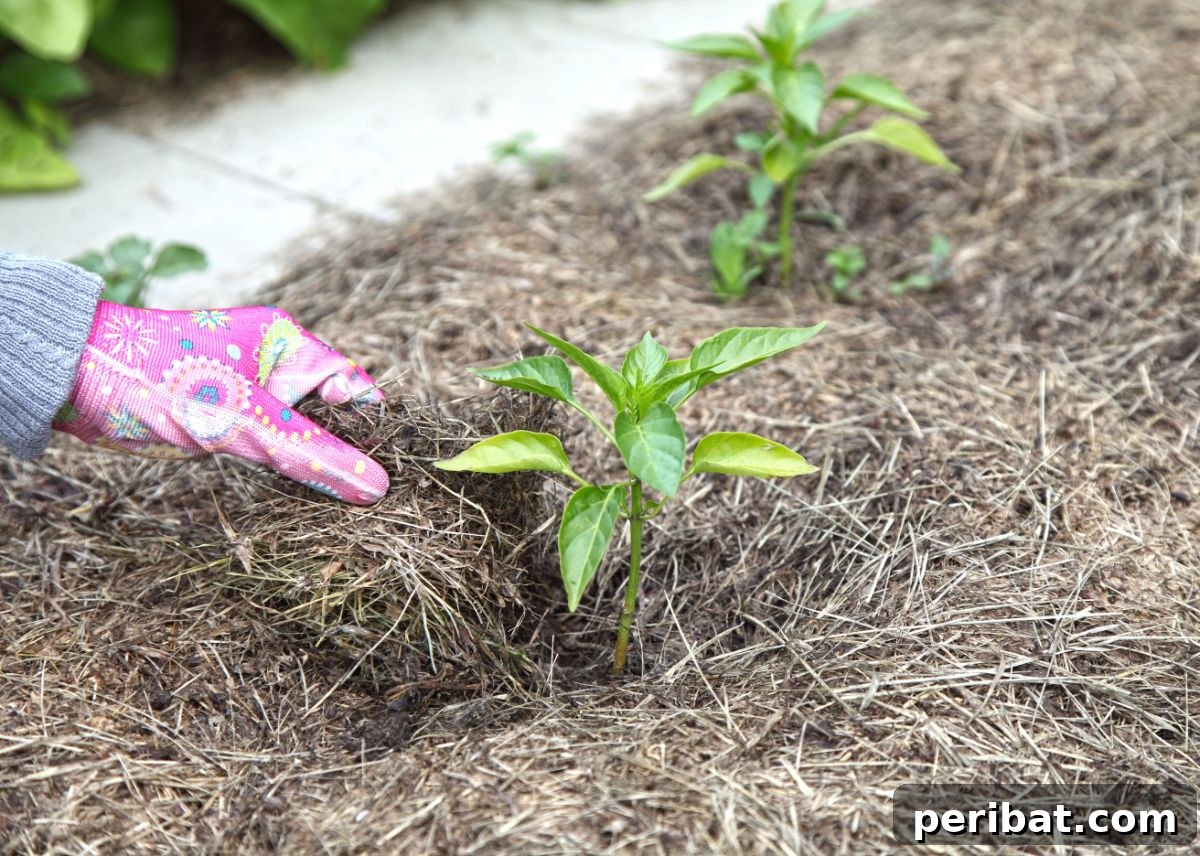 mulching pepper plant for moisture 