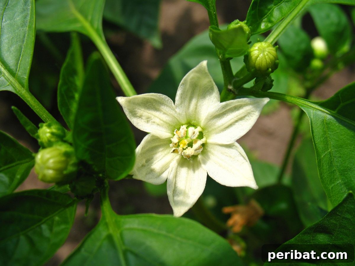 flower from a pepper plant 