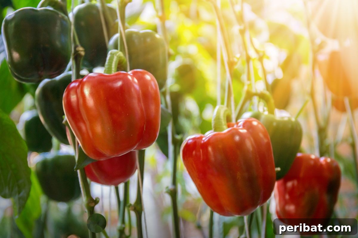fully grown red bell pepper