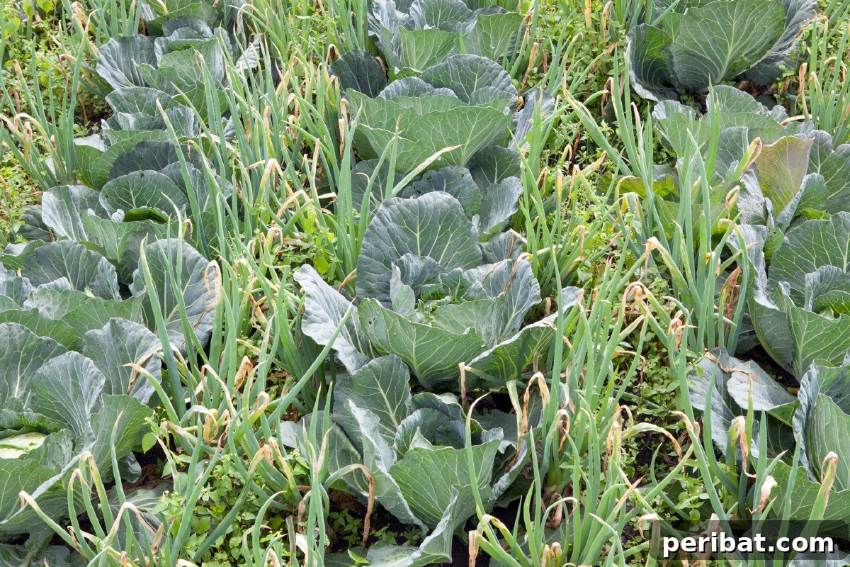 Cabbage with spring onions planted side by side