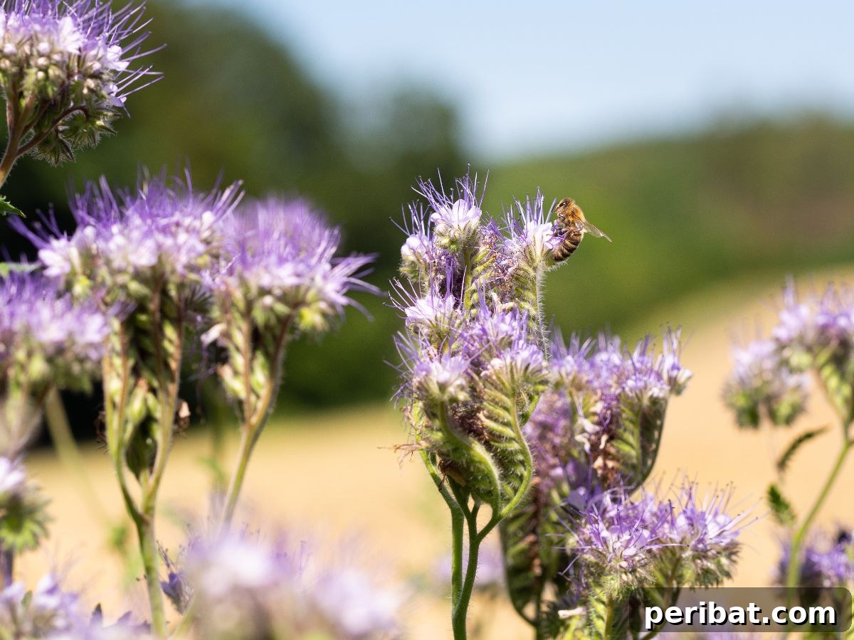 bee pollinating from a phacelia flower