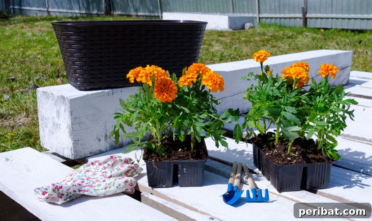marigolds in a pot along with gardening tools