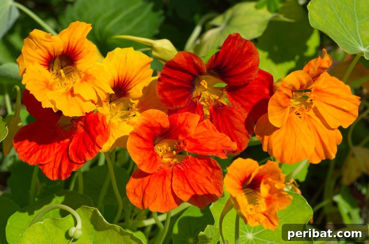 blooming nasturiums under the sun 