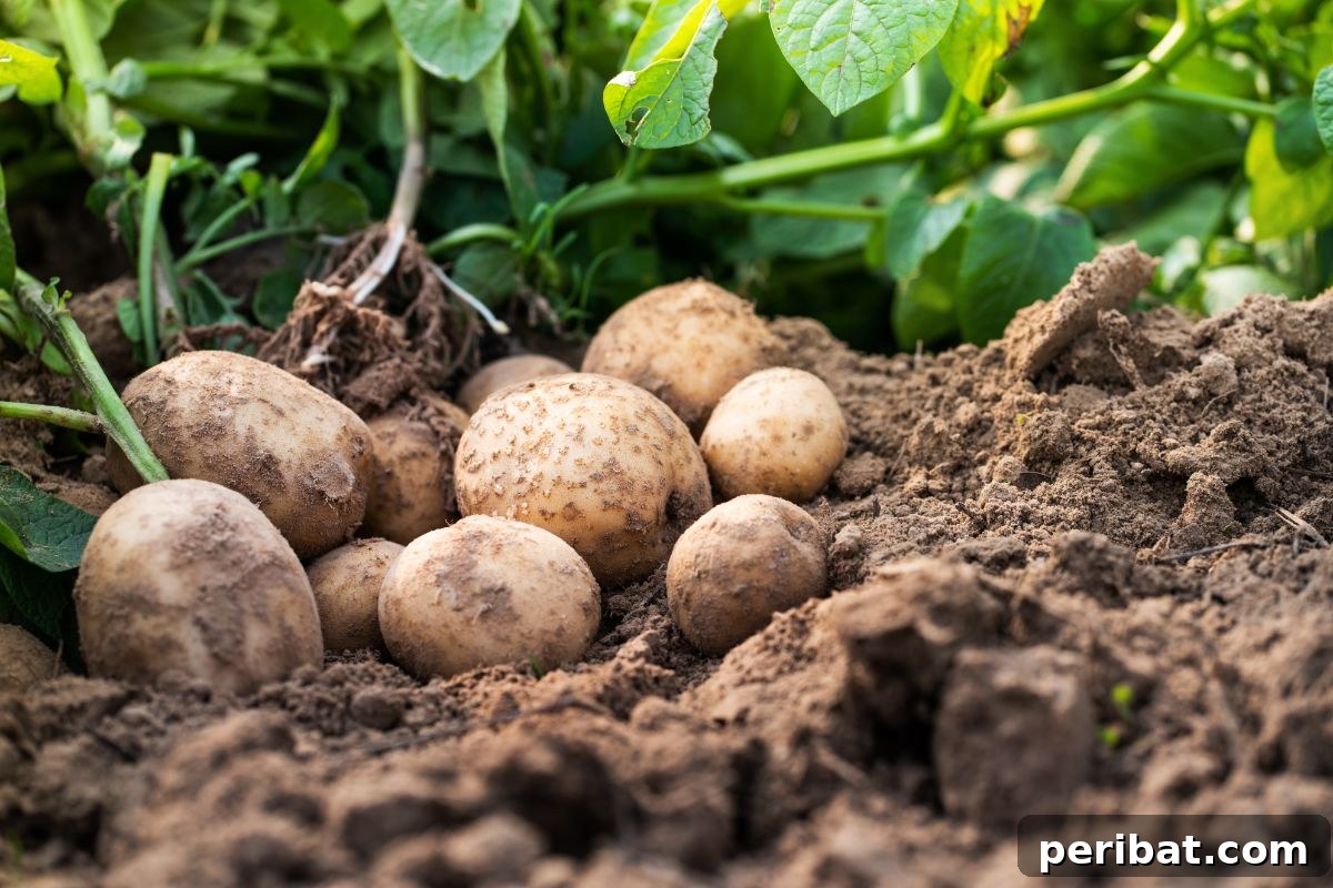 harvested potatoes in the garden soil