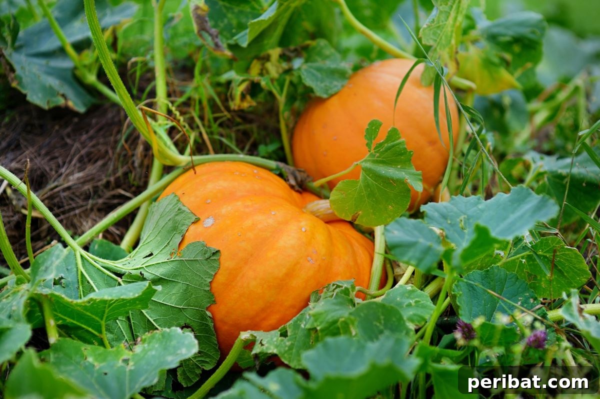 growing orange pumkins in the vegetable farm